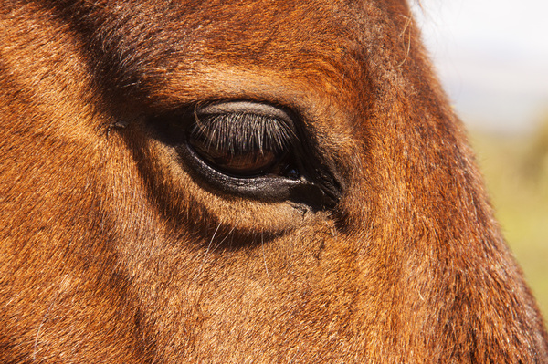 Horse Close-up