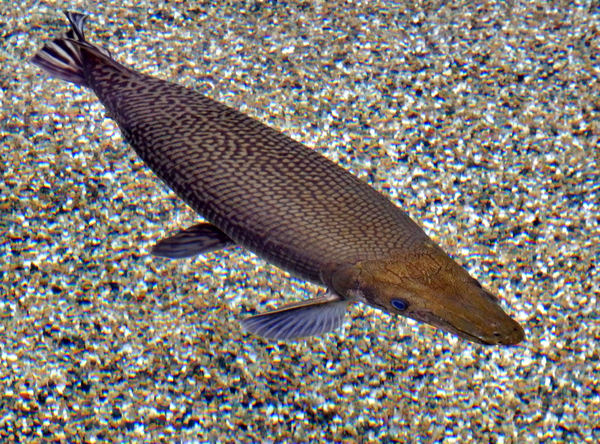 unusual river fish2