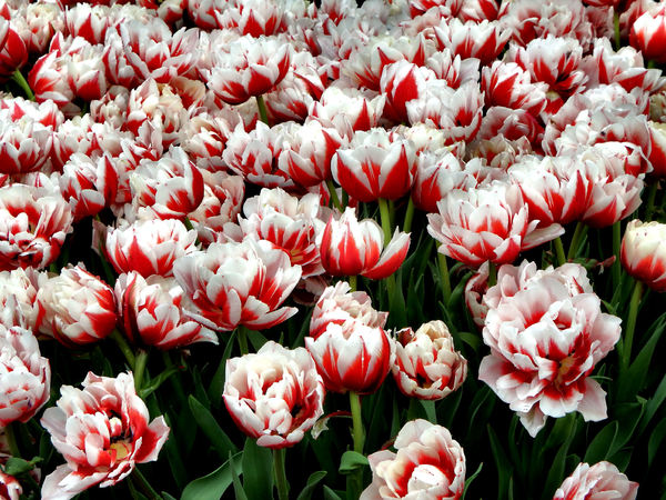 flower dome tulip display3