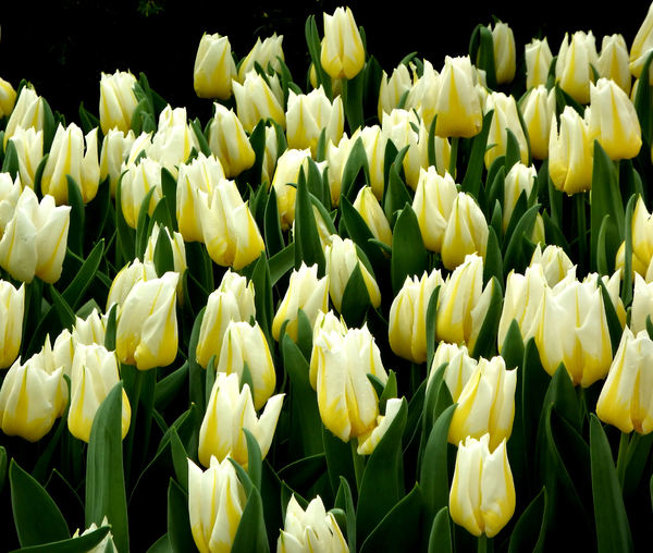 flower dome tulip display8