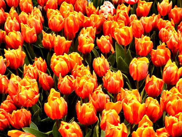 flower dome tulip display9
