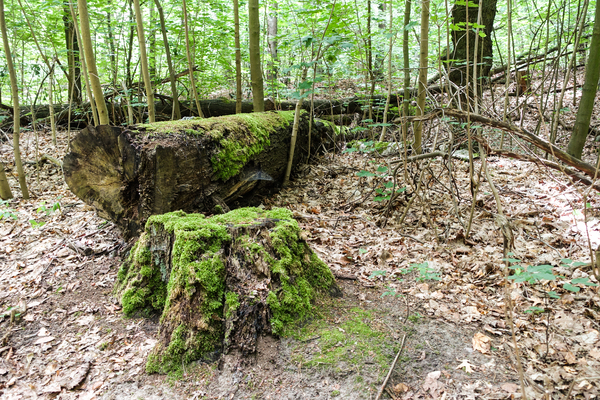 mossy tree trunks