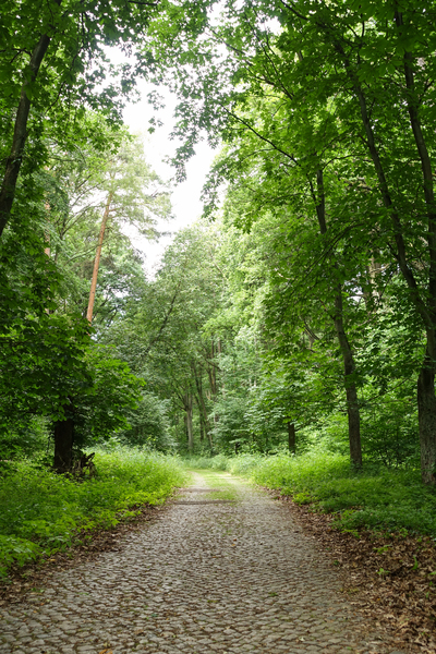 idyllic forest walkway