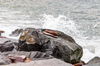 rochas na costa