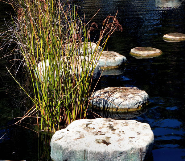 park pond stromatolites2