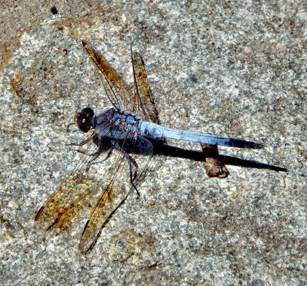 resting dragonfly1
