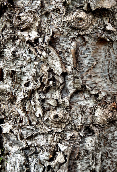 gnarled & peeling tree bark1