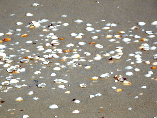 seashells on the seashore3