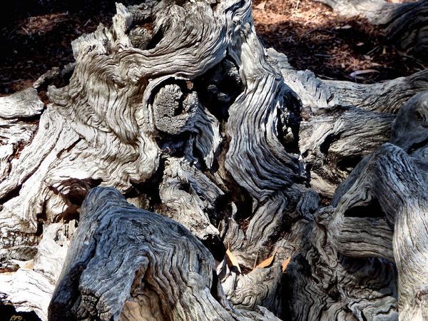 gnarled & knotted tree stump1