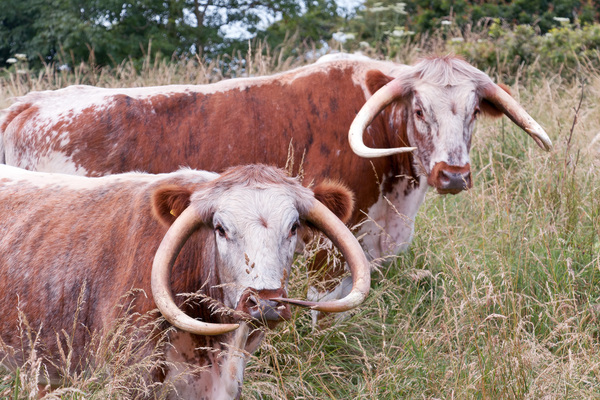English longhorn cows