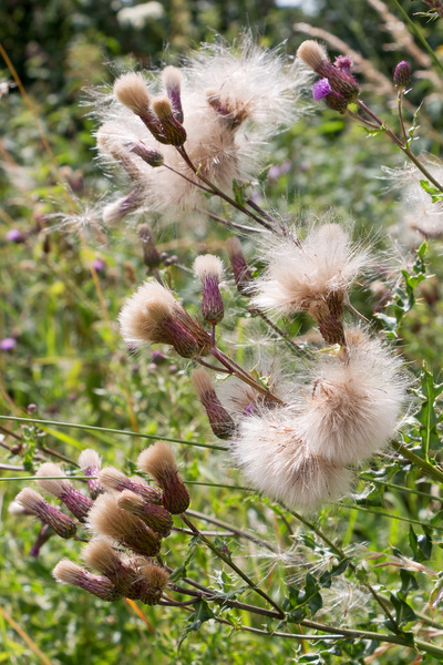 Fluffy seedheads
