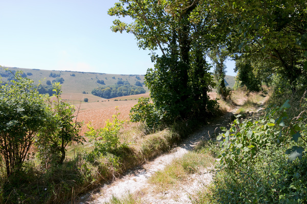Rural lane