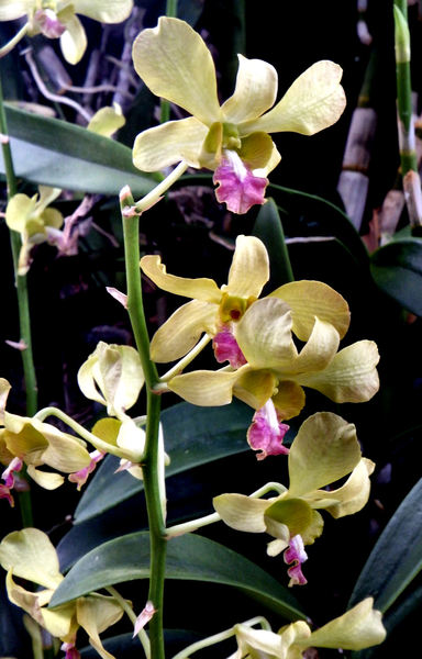 orchid shapes & colors4