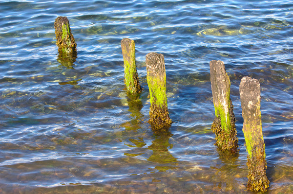 Wooden post in sea