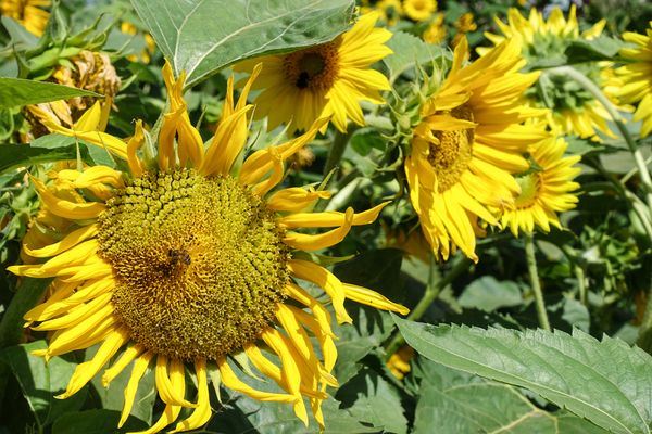 sunflowers 3