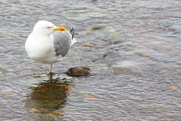 Gull standing in water
