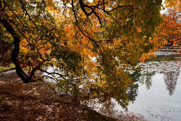 Autumn lakeside colours