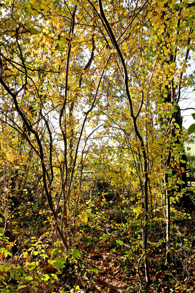 Autumn hawthorn leaves