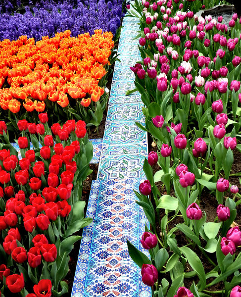 flower dome tulip display39