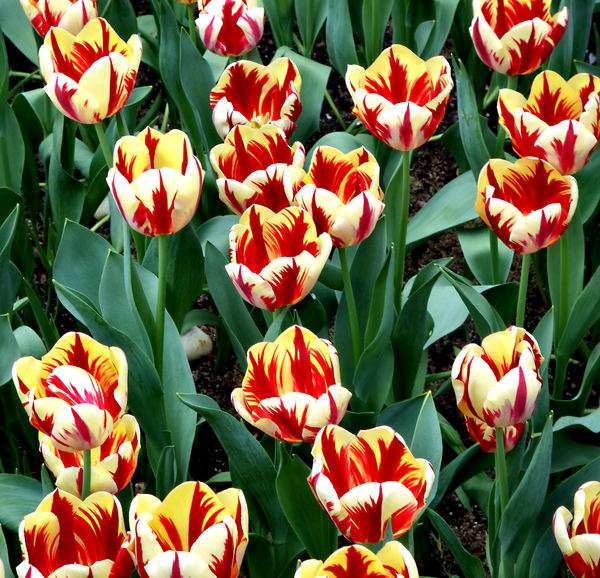 flower dome tulip display45