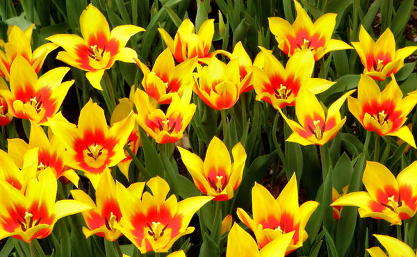 flower dome tulip display47