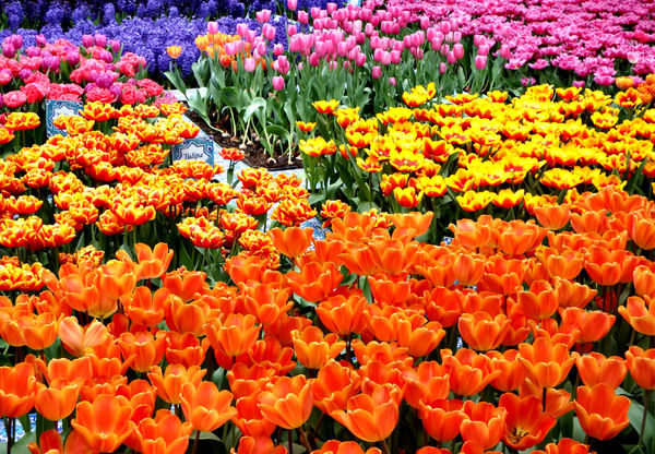 flower dome tulip display50