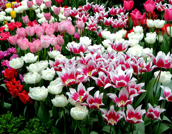 flower dome tulip display51