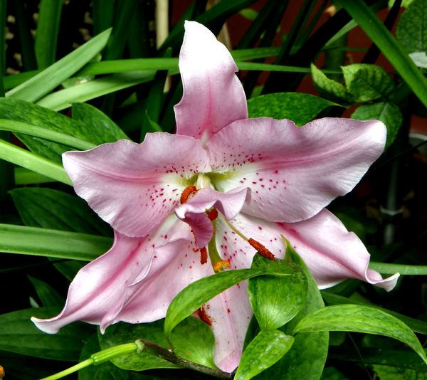 pink lily1