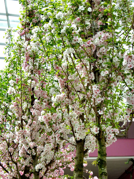 cherry blossom trees4