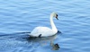 Swan on Roath Park Lake