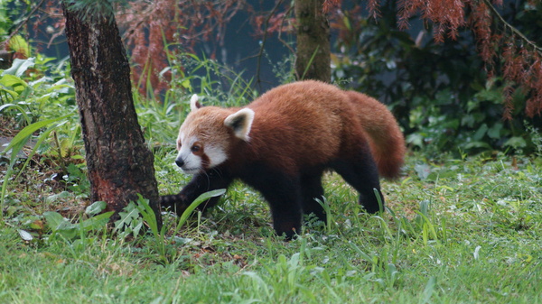 Red Panda Strolling: Red Panda at Chester Zoo strolling around its enclosure.