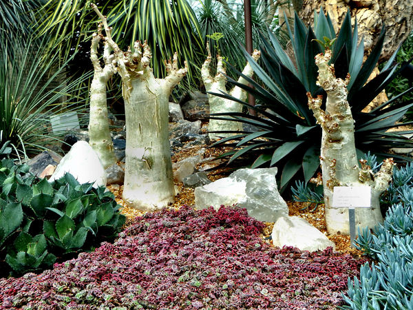 cacti & succulent gardens45