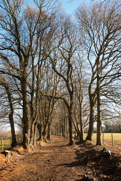 Bridleway with trees