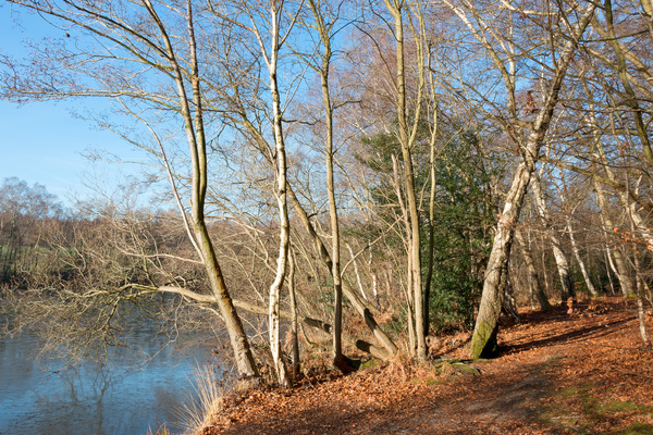 Lakeside trees in winter