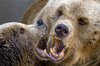 twee bruine beren spelen
