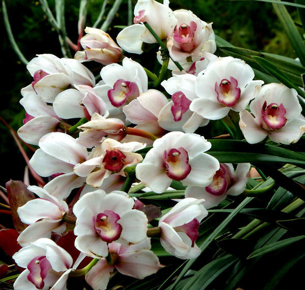 orchid colours & shapes6