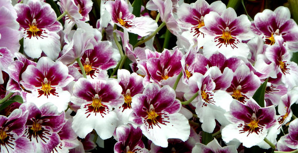 orchid colours & shapes5