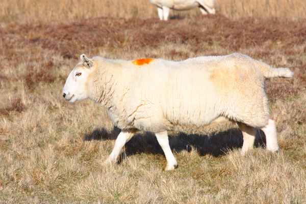 Pregnant sheep!