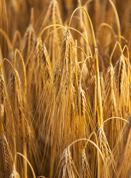 Golden Wheat 1