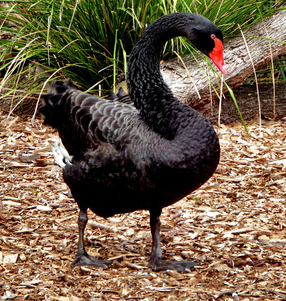 black swan elegance1