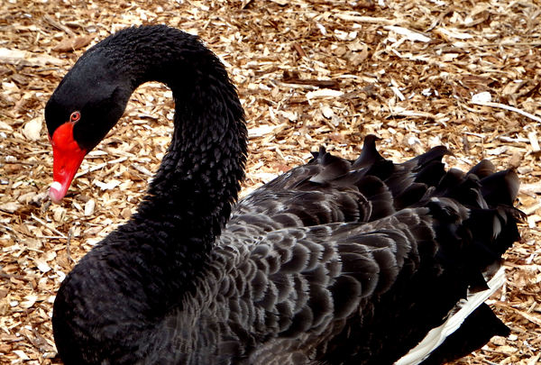 black swan elegance2