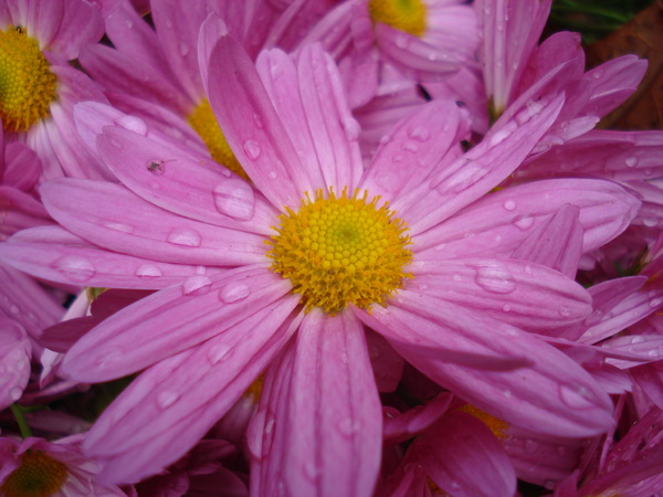 Pink Mums