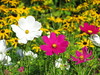 Cosmos Flowers in Cardiff