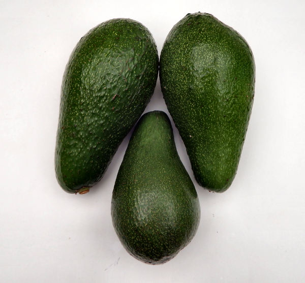 avocada varieties1