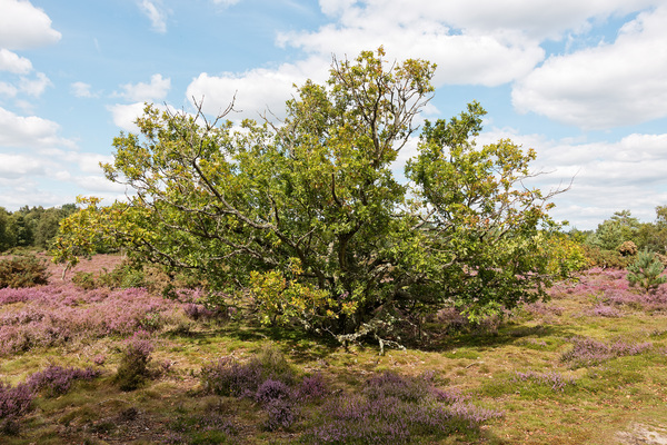 Heath landscape with oak tree