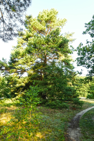 pine landscape