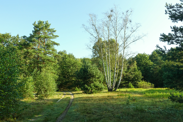 birch tree and pine landscape
