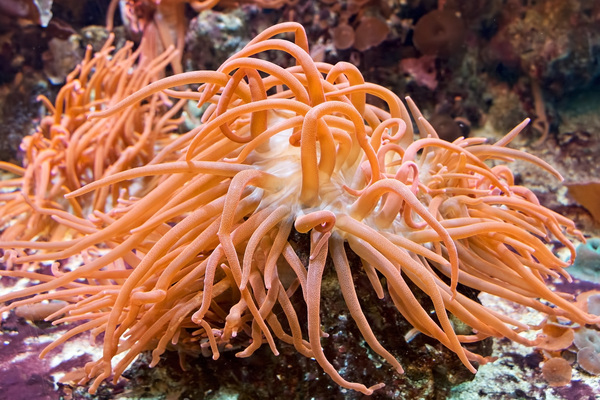 anemona de mar comun