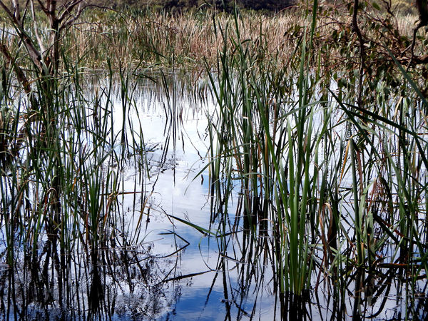 lakeside reeds & reflections1
