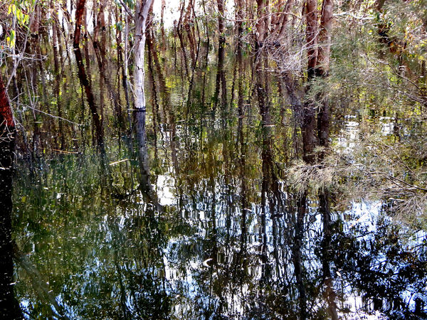 lakeside ripple& reflections10